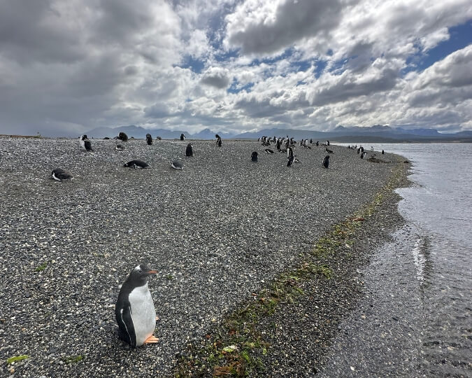ILE MARTILLO - USHUAIA