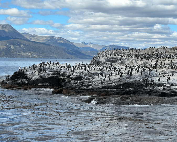 NAVIGATION CANAL BEAGLE​ - USHUAIA