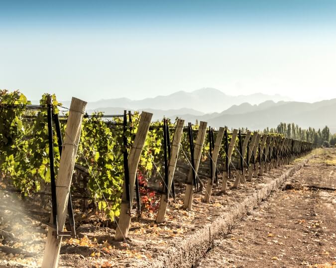 TOUR DE VINS​ - MENDOZA